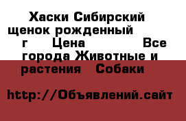 Хаски Сибирский (щенок рожденный 20.03.2017г.) › Цена ­ 25 000 - Все города Животные и растения » Собаки   